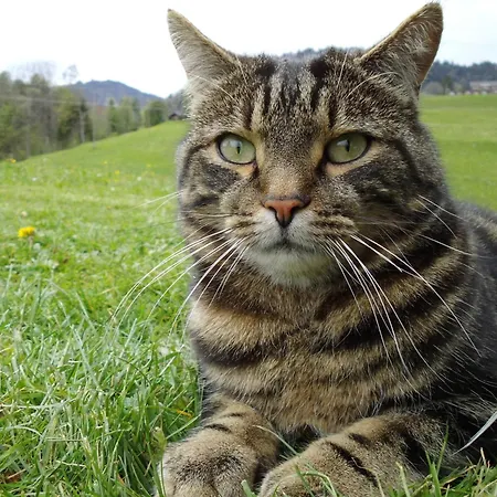 Gaestehaus Wiesenhof *